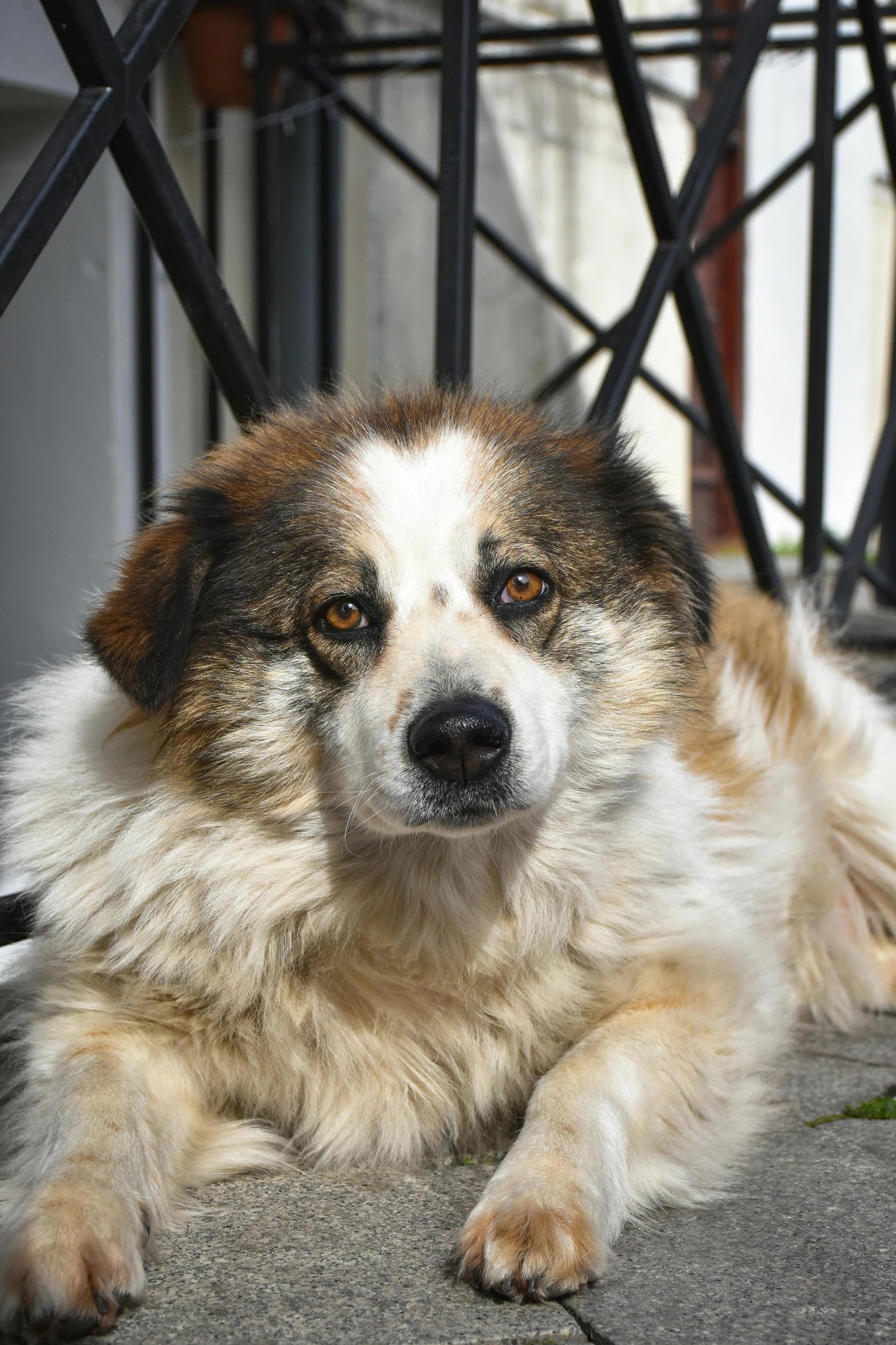 a dog with a big nose sitting on a sidewalk