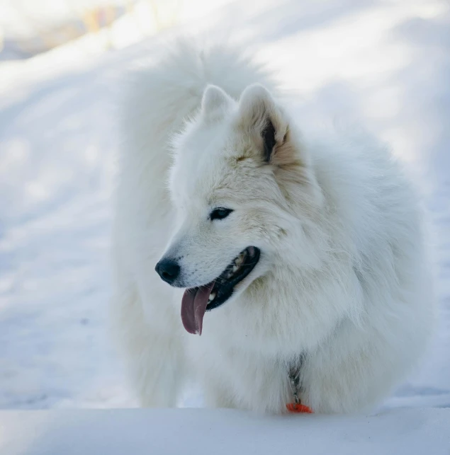 a white dog in the snow looks at soing with its mouth open