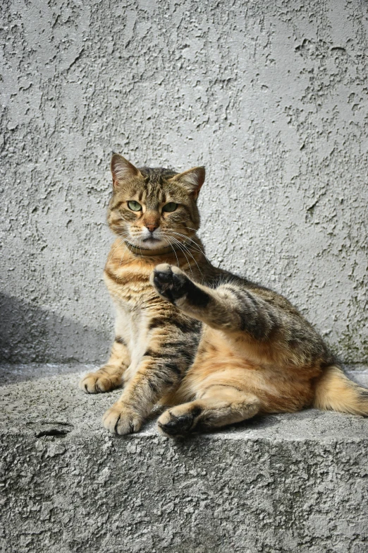 the cat is sitting on top of a rock