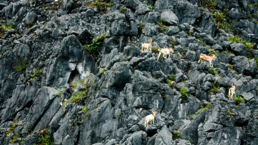 a mountain with rock face covered with rocks and various animals