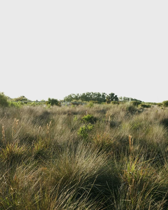 the horse is standing alone in the tall grasses