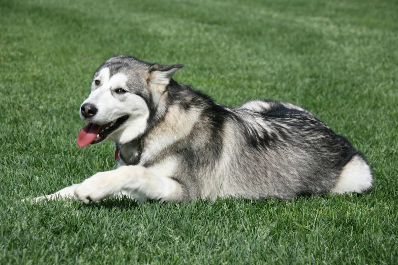 large dog laying on grass in front of a field