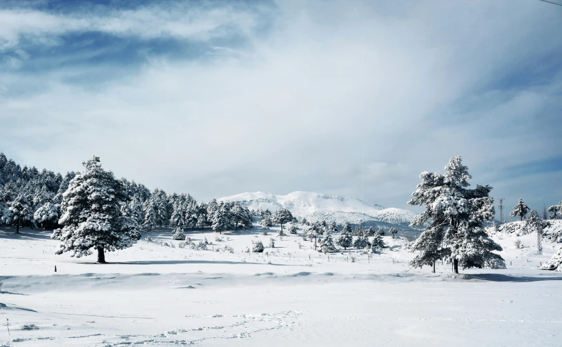 snow - covered trees and other foliage stand on a clear day