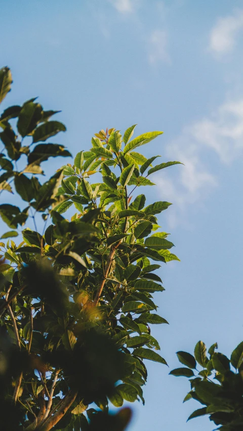 a clear sky with trees and green leaves