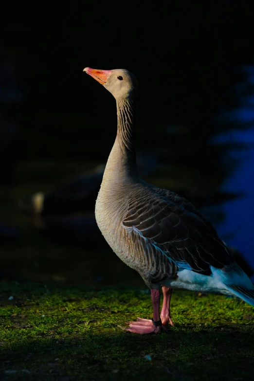 a goose is standing on the ground near water