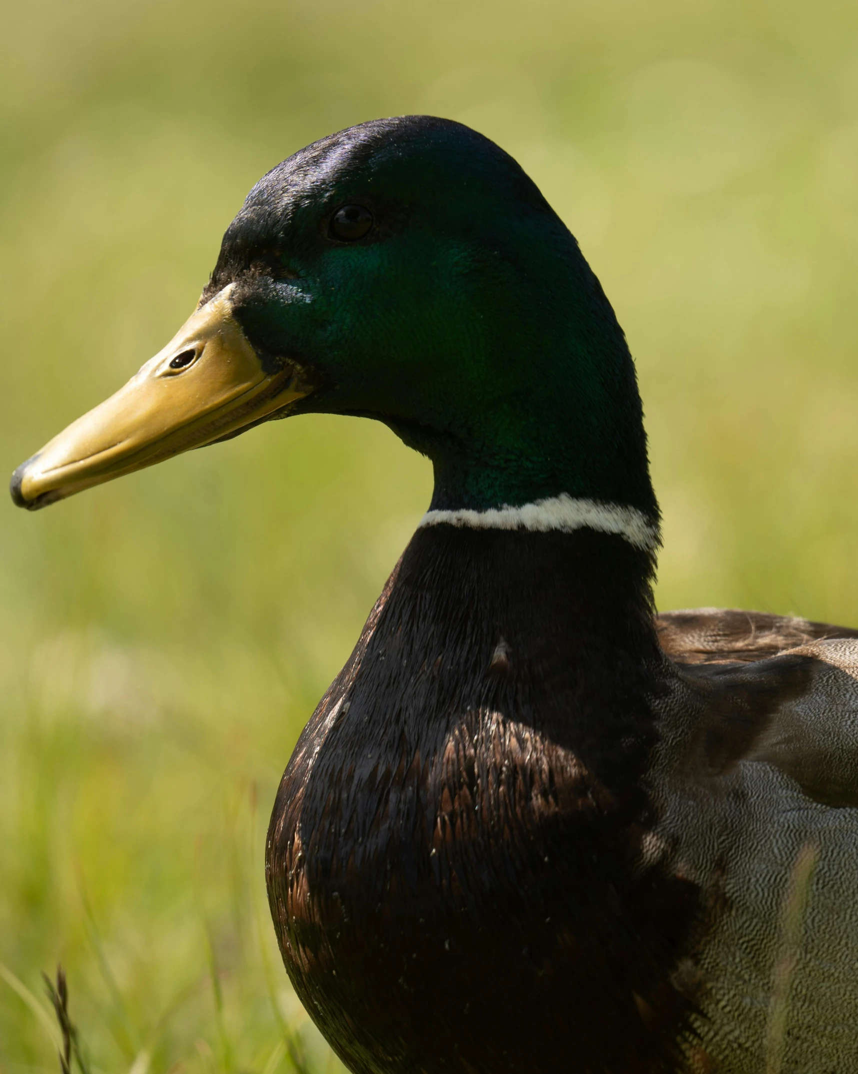 an image of a duck in the wild