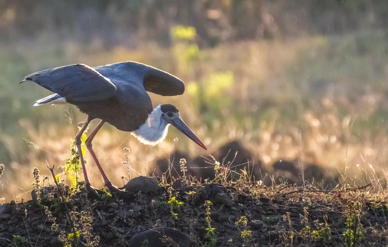 a bird has long legs and is holding soing in its beak