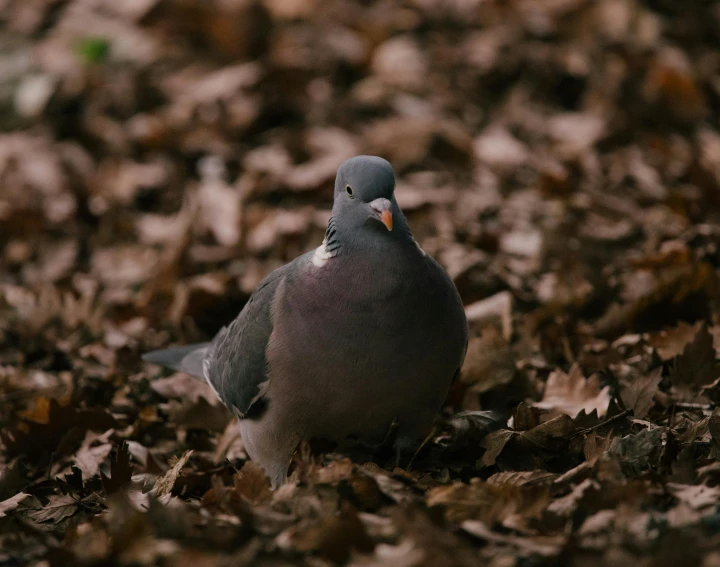 the bird is sitting on the ground near some leaves