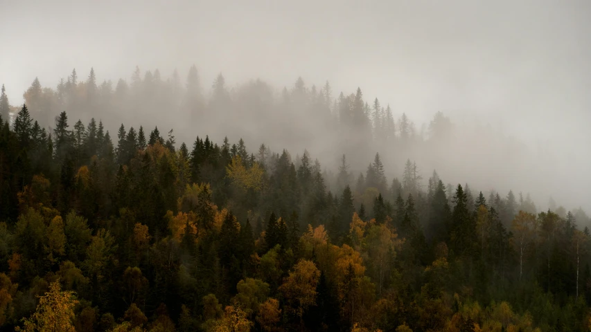 an aerial s of a forest covered in fog