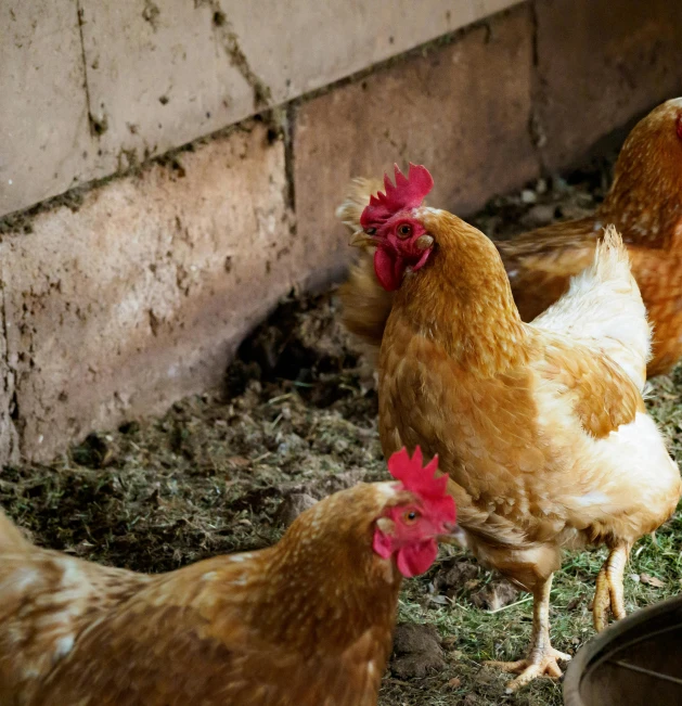 the three chickens stand next to each other near the wall