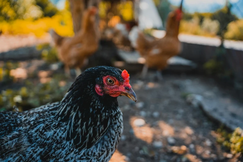 a black and white chicken walking on the ground