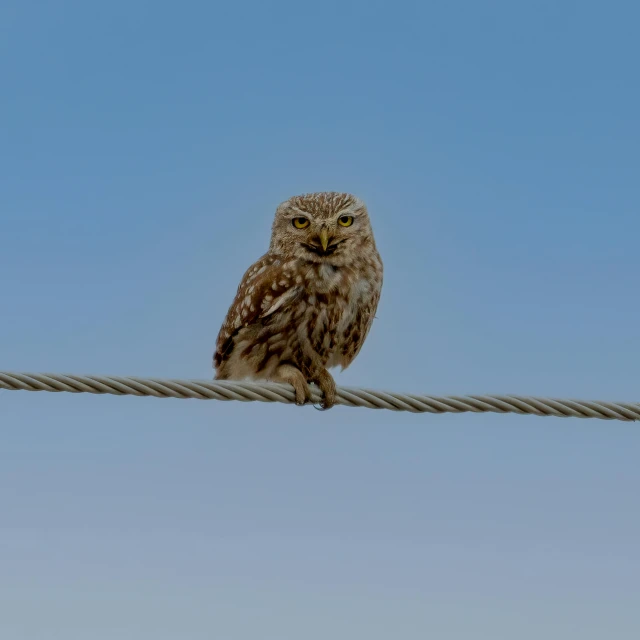 an owl sitting on a rope in the air