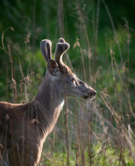 a deer looks at the camera from the bushes