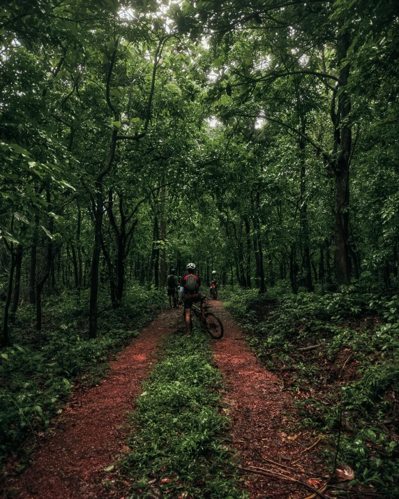 a cyclist rides a path through the forest