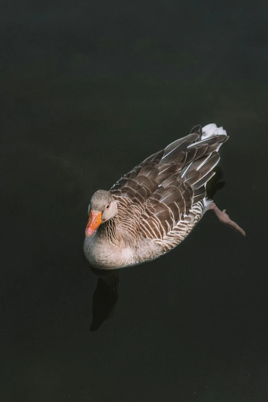 this is a single goose swimming in the water