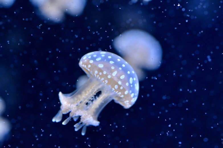 some very cute little jellyfish floating in the ocean