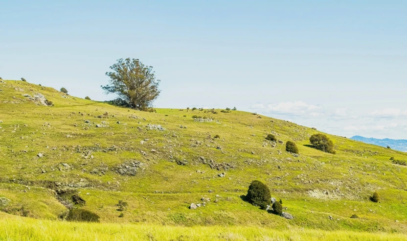 a lone tree is standing on top of the hill