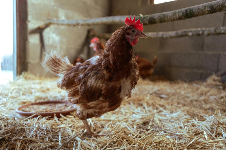 a brown chicken with a red comb walking on a pile of hay