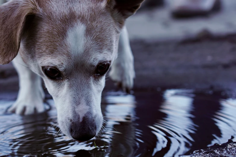 the dog is in the water looking at the soing