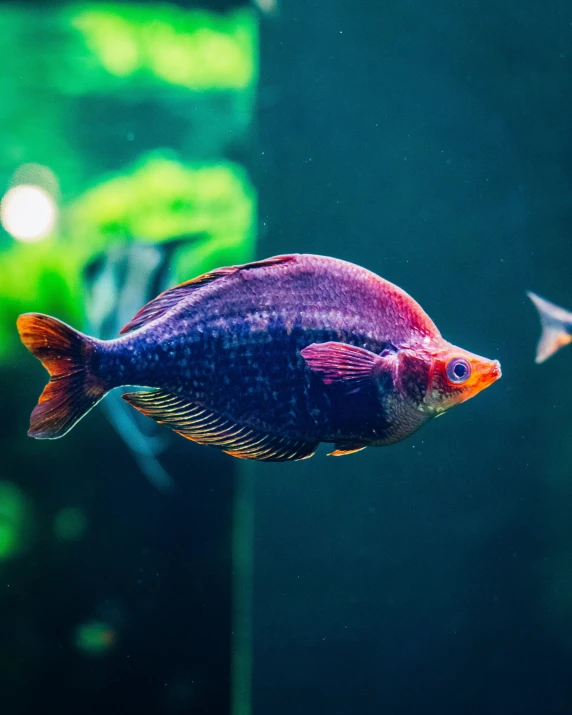 two blue and purple fish in an aquarium