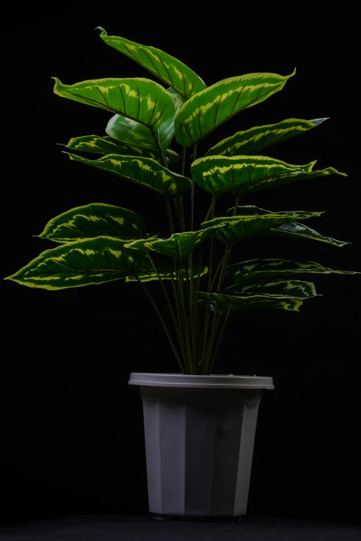 a small white pot with a large plant in it