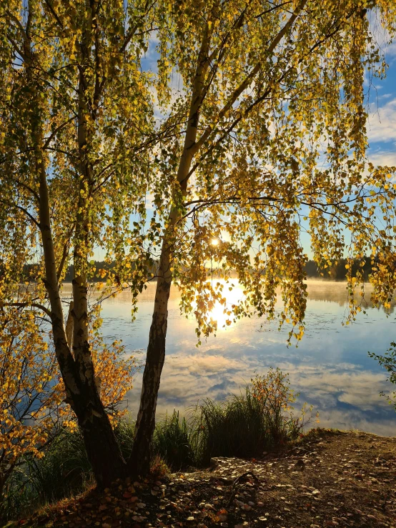 a tree on the bank of a river