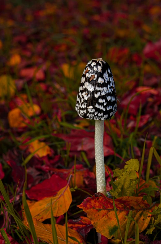 an unusual looking mushroom sitting on top of a leaf covered ground