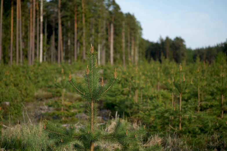 a small green tree in the middle of a pine forest