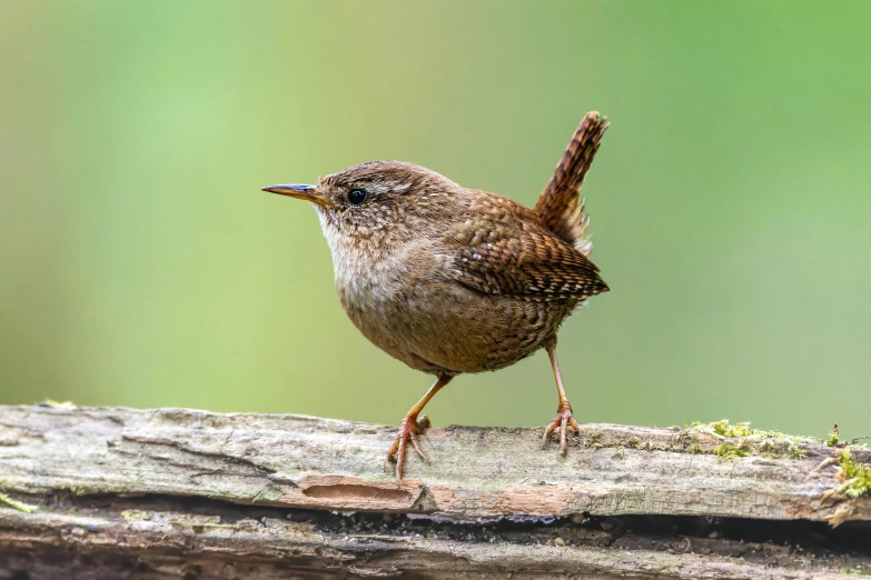 a small bird stands on a piece of wood