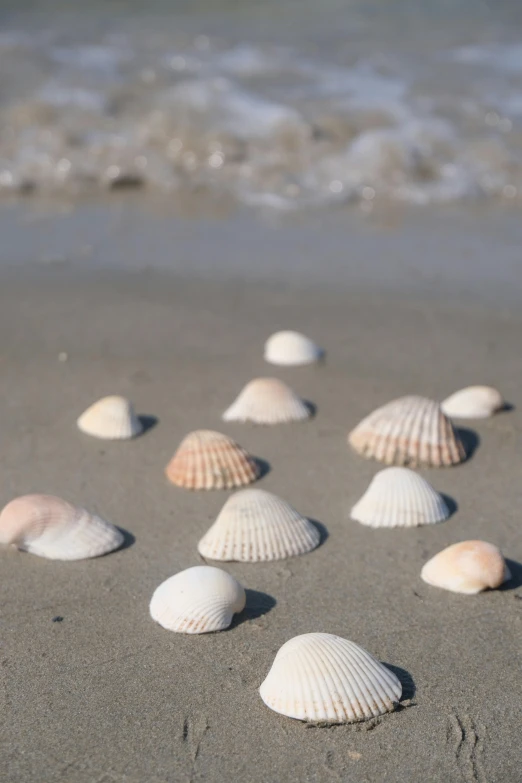 several seashells on the sand with water in the background