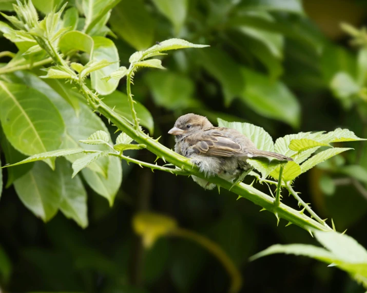 bird sitting on a nch and eating leaves