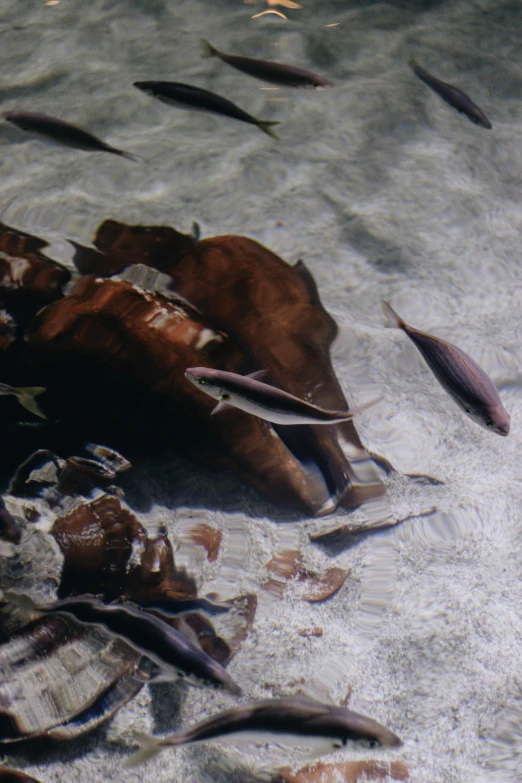 fish swim in clear blue water near garbage