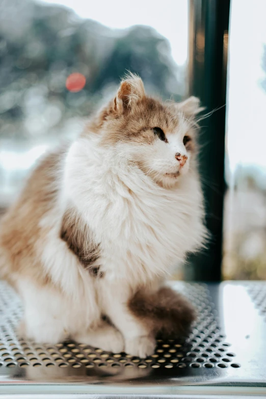 a fluffy, long haired cat is sitting on a table