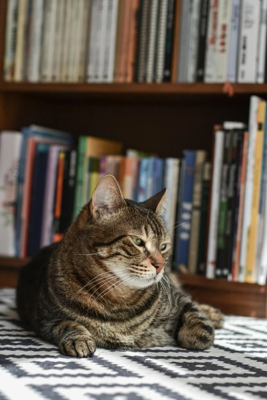 cat laying on a rug with books in the background