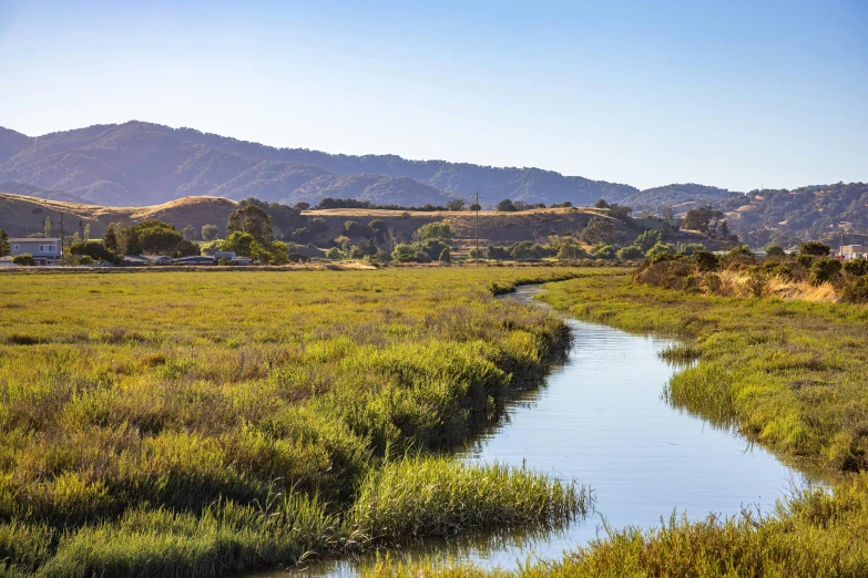 a grassy area with a creek on the side of it