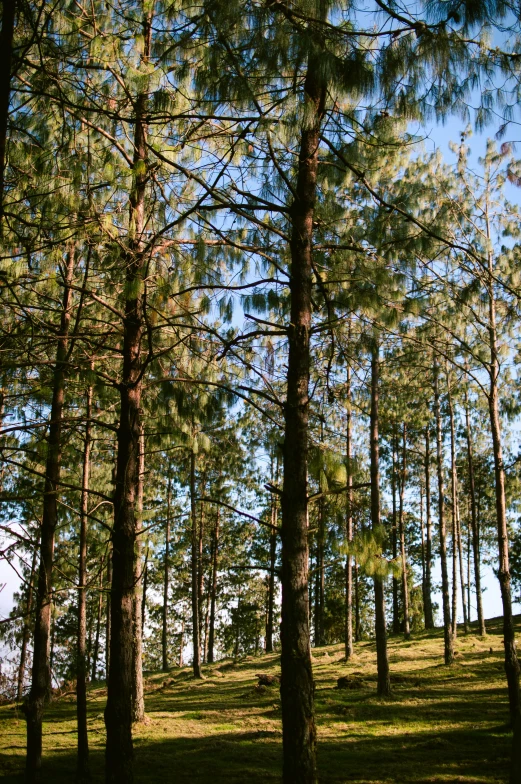 a forest with lots of tall pine trees