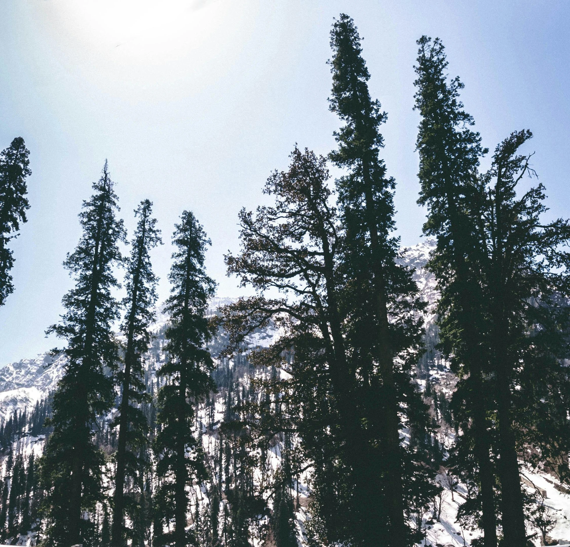 a group of trees in the snow under a sunny sky