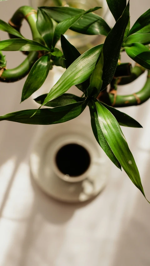 a plant in a white glass vase sits on a table