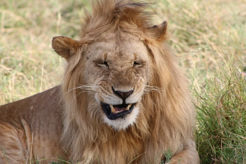 a large adult lion in grassy field with open mouth