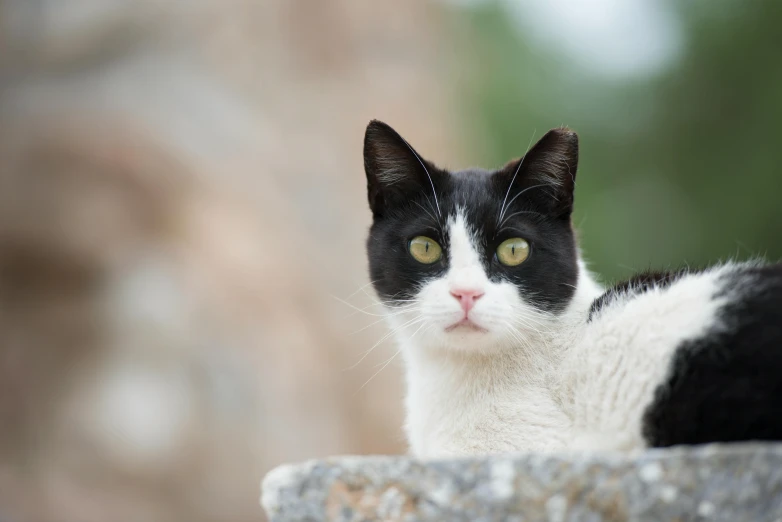 a black and white cat with green eyes looking at soing