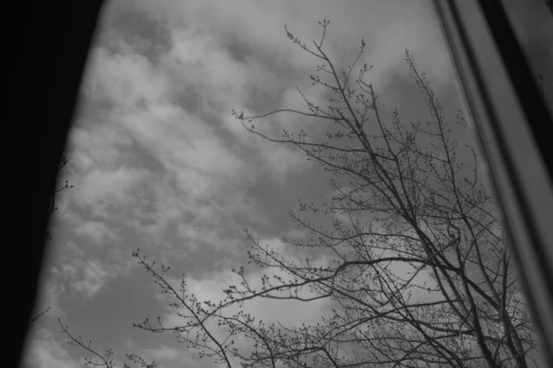 treetops with nches against the cloudy sky