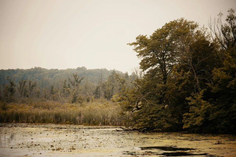 a grassy field that has water and some trees