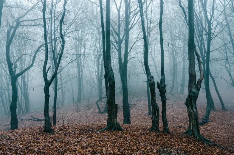 a group of trees in the middle of a wooded area