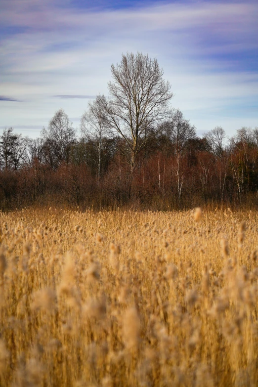 a field that has no grass in it