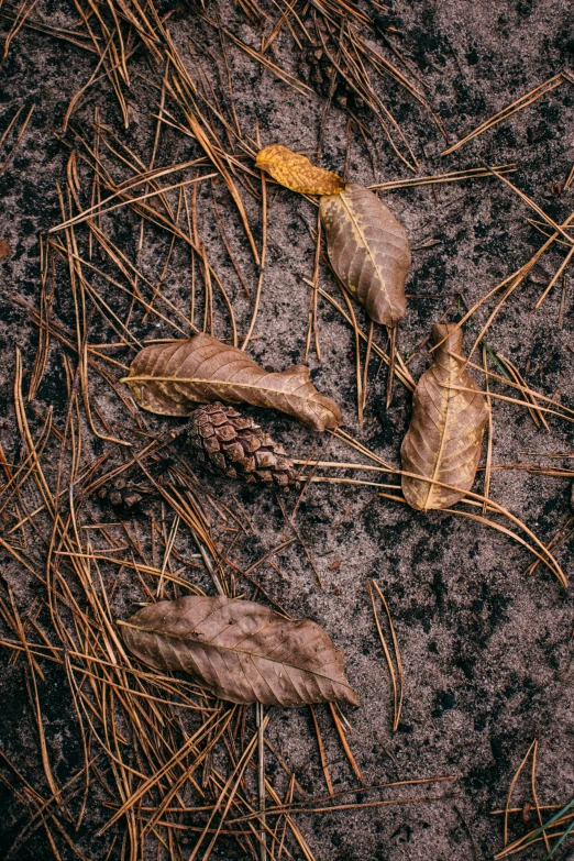 there is some leaves and a dead pine cone on the ground