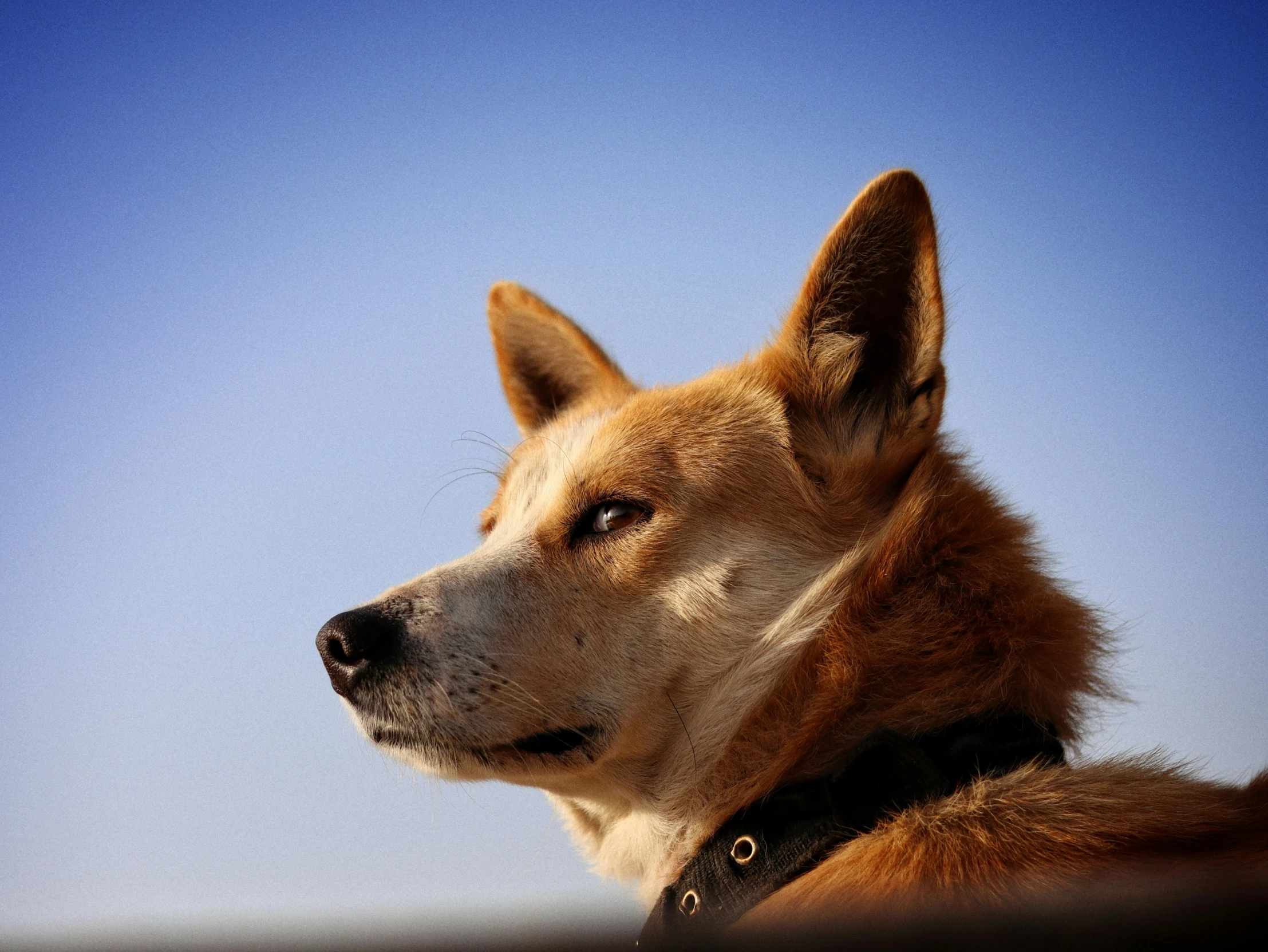 the head of a dog with a collar