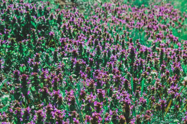 a field of flowers are all in color