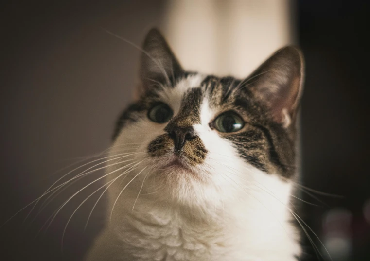 the head of a cat looking away from the camera