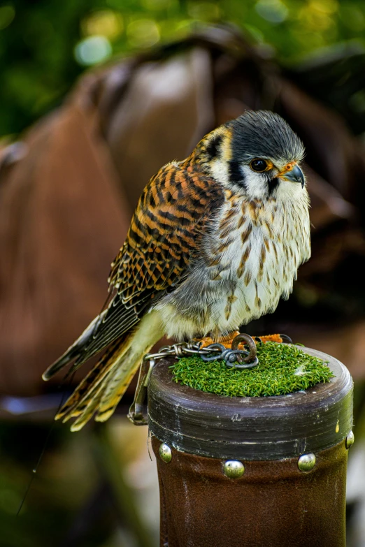 a brown black and white bird sitting on top of a barrel