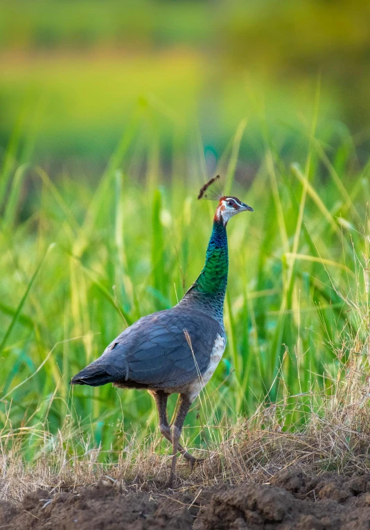 a small grey and green bird in grass